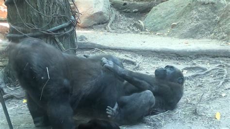 The ovulation cycle occurs early (around 6 years of age) but they remain infertile till they are mature enough at 10 years. . Girl having sex with gorilla